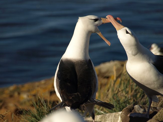 ../../Pictures/241209/088 blackbrowded Albatross.JPG
